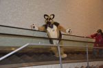 BLFC 2017 Biggest Little Fur Con